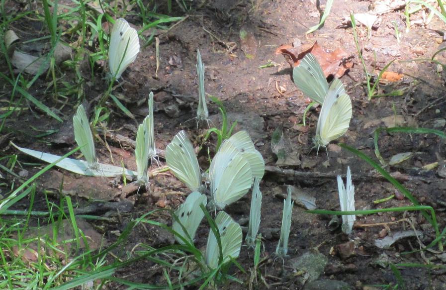 Pieris rapae?